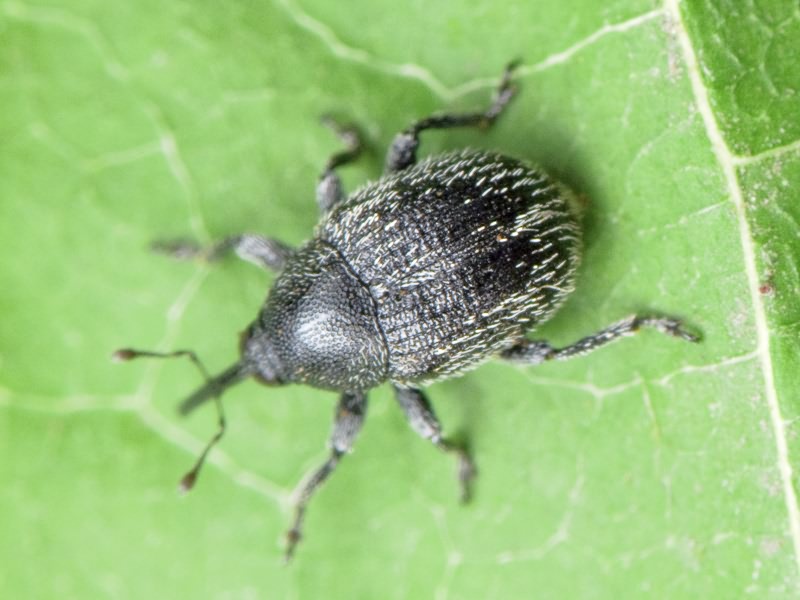 Cleopomiarus graminis (Gyllenhal, 1813)